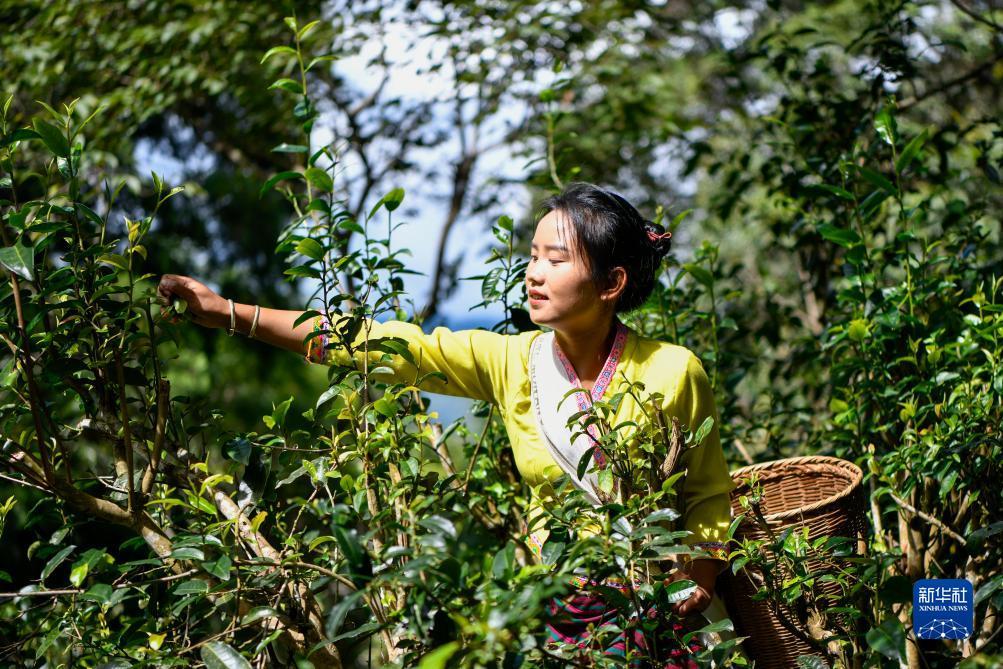 白菜送彩金