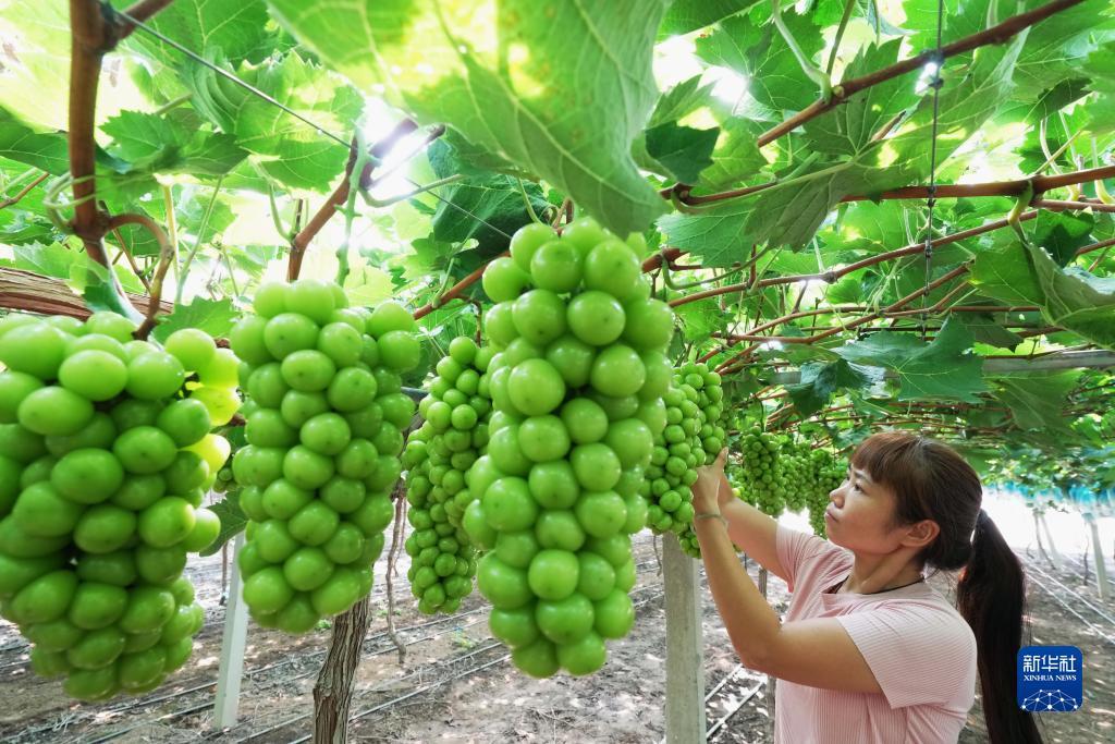 推倒胡麻将舍留牌技巧
